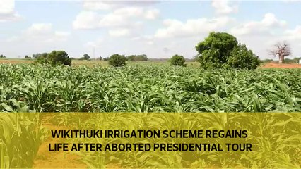 Download Video: Wikithuki irrigation scheme regains life following aborted presidential tour