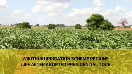 Wikithuki irrigation scheme regains life following aborted presidential tour