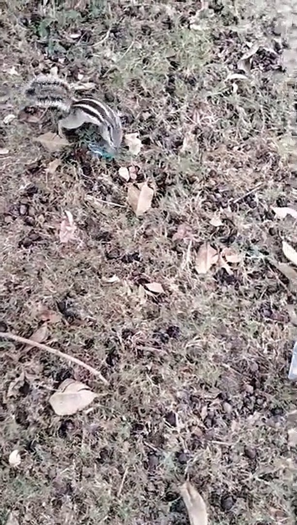 ⁣Hungry Squirrel Video | Squirrel Finding Food For Eating