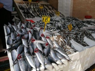 Bugün günlerden 'palamut': Yarım kiloluk palamut 15 lira