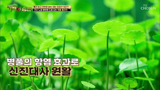 혈관 건강+다이어트까지?! 셀룰라이트 개선에 효과 있는 효자템❤ TV CHOSUN 210914 방송