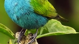 Most popular birds in the world