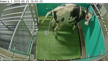 Forscher brachten Kühen bei, die Toilette zu benutzen