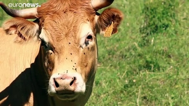 Zur Rettung des Planeten: Kühe gehen aufs Klo