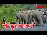हत्तीला सलाम ठोकायला गेला अन् आणि झालं हे पहा हा व्हिडीओ | Elephant Video | Lokmat News