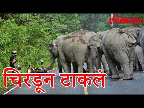 हत्तीला सलाम ठोकायला गेला अन् आणि झालं हे पहा हा व्हिडीओ | Elephant Video | Lokmat News