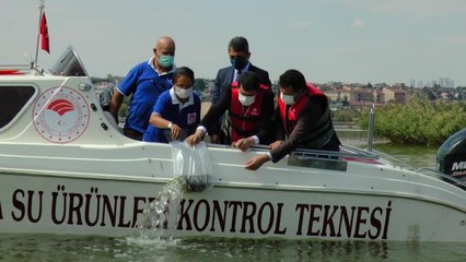 Son dakika haberi... Mogan Gölü'ne 100 bin sazan yavrusu bırakıldı
