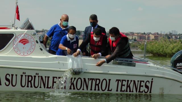 Son dakika haberi... Mogan Gölü'ne 100 bin sazan yavrusu bırakıldı