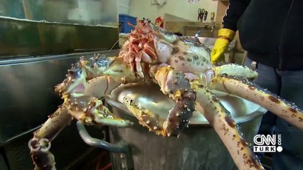 Hokkaido gezi rehberi | Mutlaka görülmesi gereken yerler