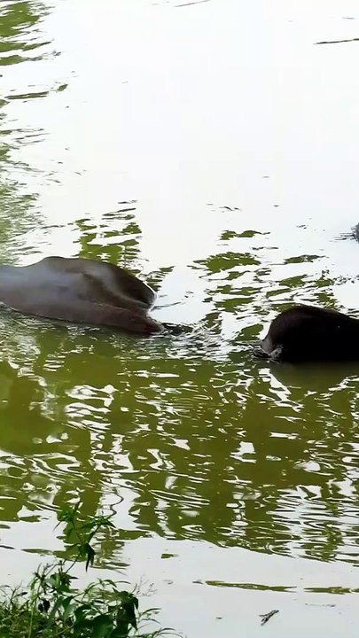Buffalo Swimming In River || Indian River || Indian village