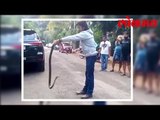 पहा कशाप्रकारे पकडले सापाला पहा हा वीडियो | OMG News | Lokmat Marathi News