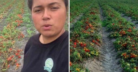 Pour éviter le gaspillage, une maraîchère lance un appel pour cueillir gratuitement près de 500 tonnes de tomates