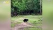 This Bear Family Had So Much Fun Playing With a Soccer Ball