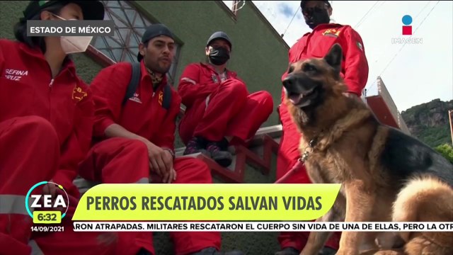 Perros rescatados buscan a desaparecidos en el Cerro del Chiquihuite