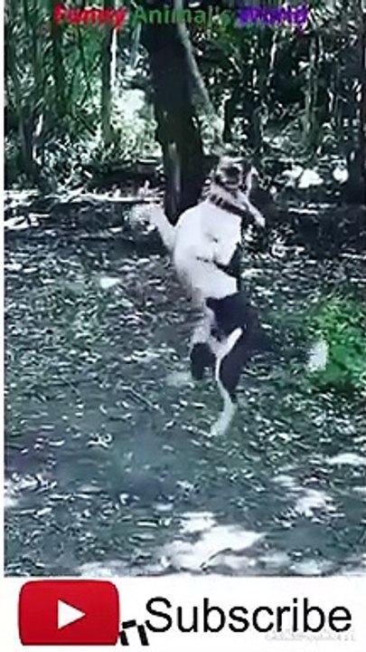 funny dog,