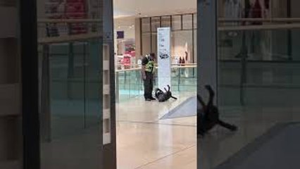 Working Dog Takes a Play Break