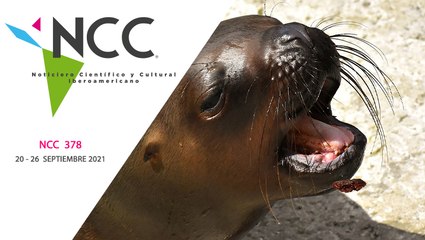 Noticiero Científico y Cultural Iberoamericano, emisión 378. 20 al 26 de septiembre del 2021