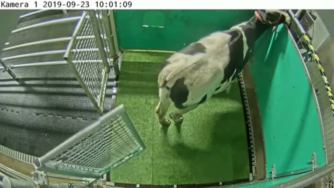 Científicos alemanes enseñan a las vacas a ir al baño para disminuir la contaminación