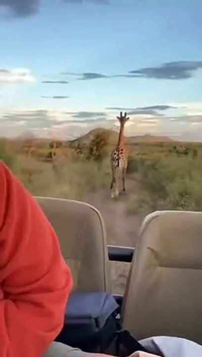 Giraffe Gallops After Tourists