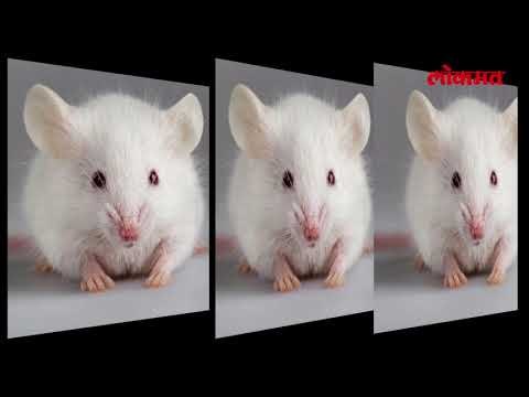 उंदीर मेला म्हणून तिने केली आत्महत्या | Lokmat Latest Update | Lokmat Marathi News