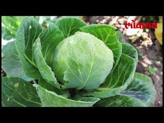 Lokmat Health Tips  | कोबी खा आणि निरोगी रहा | Lokmat Marathi News Update