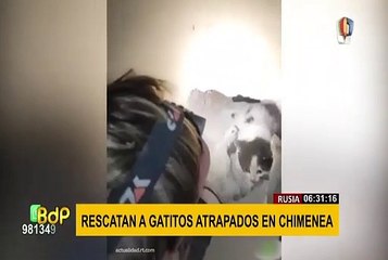 Rusia: rescatan a gatitos atrapados en chimenea