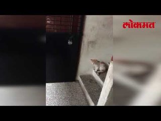 जगातील सगळ्यात हुशार प्राणी कोण ? उत्तर असेल माणूस तर हा व्हिडिओ पहा आणि फेरविचार करा