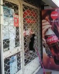 Anne Kedinin Yaptıklarına İnanmayacaksınız