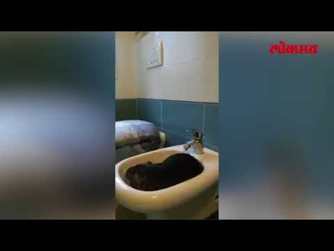 जगातील सगळ्यात हुशार प्राणी कोण ? उत्तर असेल माणूस तर हा व्हिडिओ पहा आणि फेरविचार करा भाग २