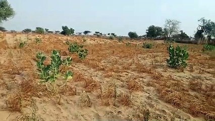 बरसात को तरस रहे बाड़मेर में किसानों का धैर्य देने लगा जवाब