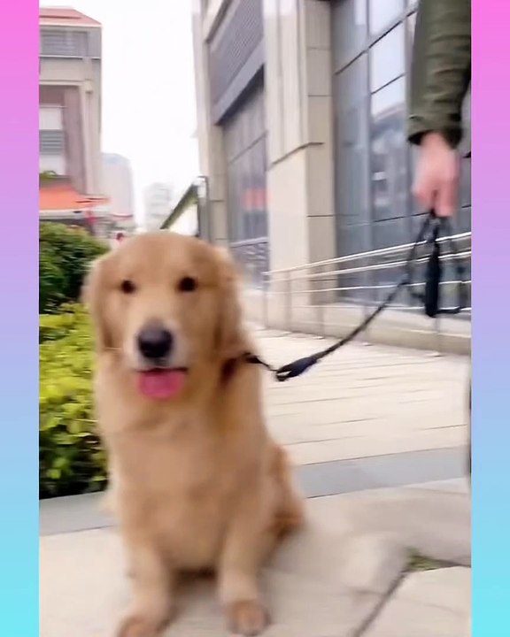 _hearts_️_dog2_Smart Dog Video 2021 __04__ - short ( 1350 X 1080 )