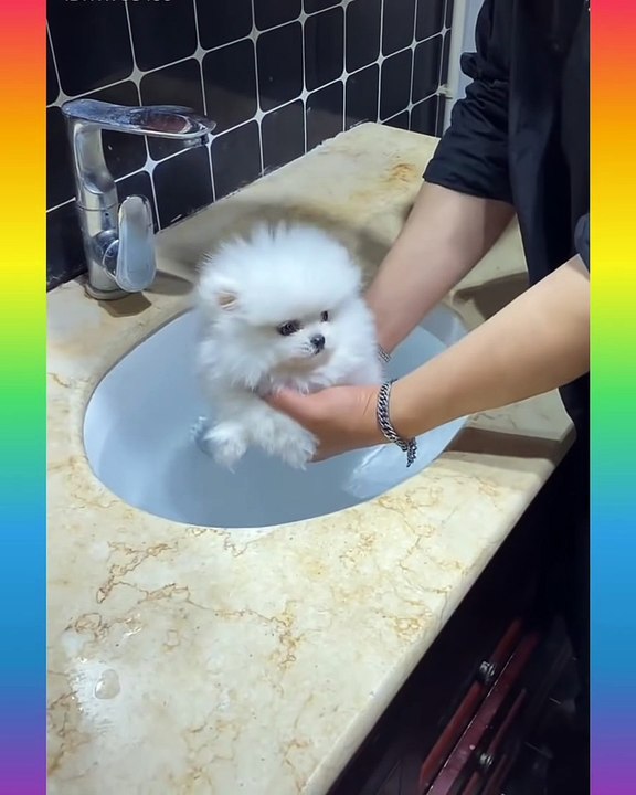 15_Cute and Funny Dog Videos Compilation_- short ( 1350 X 1080 )
