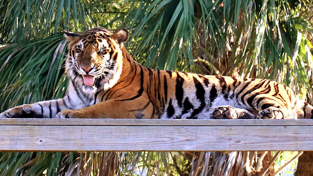 Excited Tiger Gets A New House!