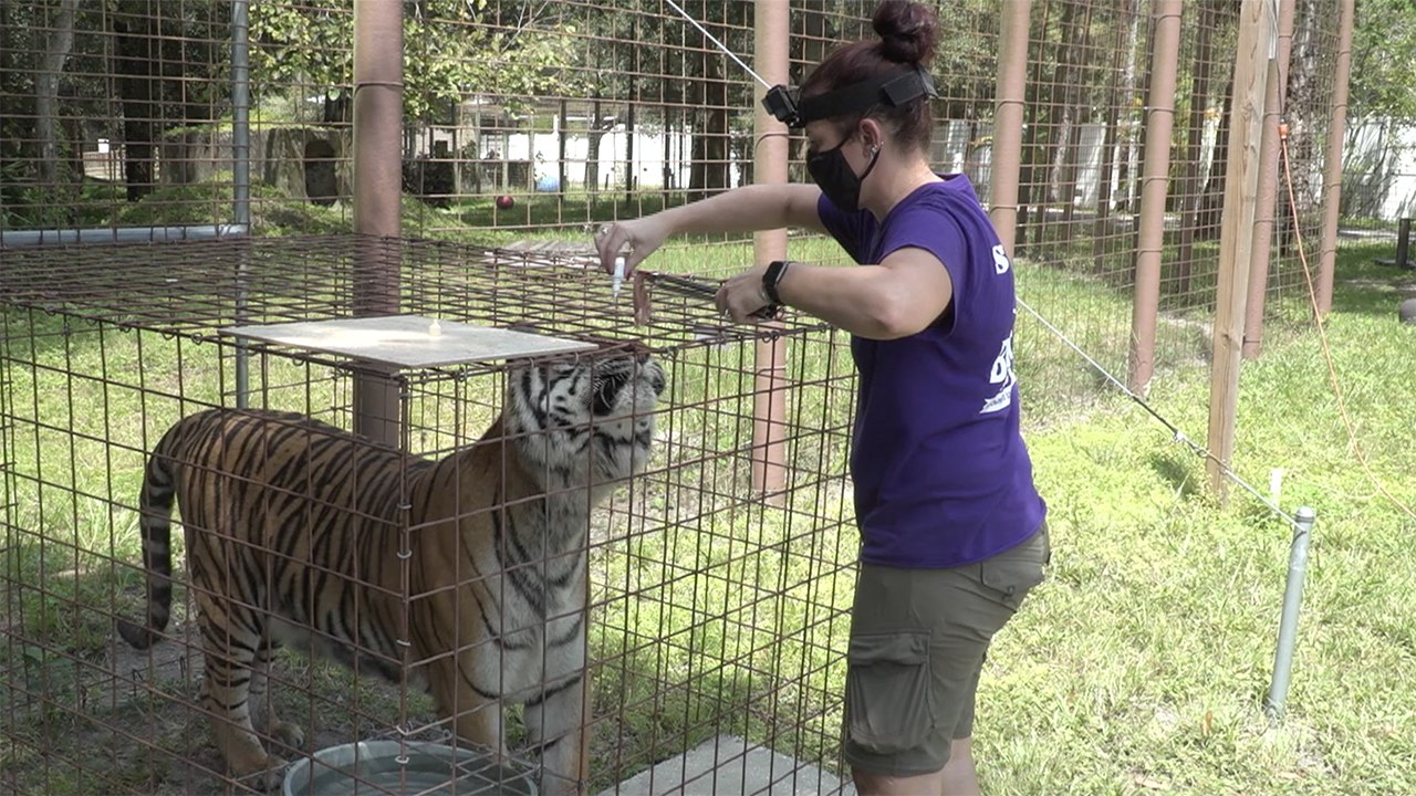 Tiger Gets Eye Drops!?