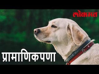 जगातील सगळ्यात प्रामाणिक प्राणी कुत्रा हेच या घटनेतून सिद्ध होतं