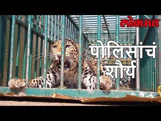 धडधड आणि थरार | पोलिसाच्या बलदंड मिठीत फसला जीवंत बिबट्या | Lokmat News