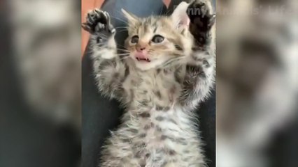 Mignons chiens et les chats qui vous feront rire - Compilation drôle animal