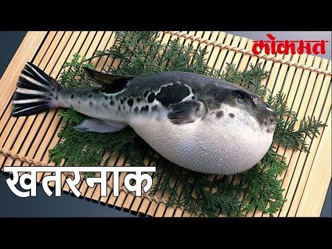 या मासा खाणं म्हणजे विषाची परीक्षा होय। तरी ही प्रचंड आहे मागणी पहा हा Video | Lokmat News
