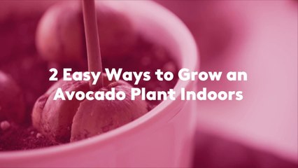 2 Easy Ways to Grow an Avocado Plant Indoors