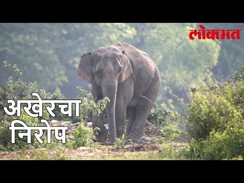 Lokmat Latest News | मुंबई मधील शेवटचा हत्ती काळाच्या पडद्याआड | Lokmat Marathi News Update