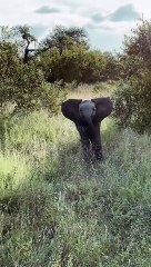 Baby Elephant Practices Its Charge