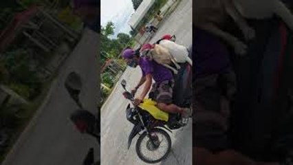 Pack of Cool Pets Ride Moped