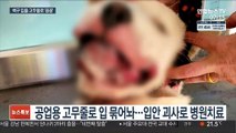 백구 입을 고무줄로 '꽁꽁'…동물학대 범죄 잇달아