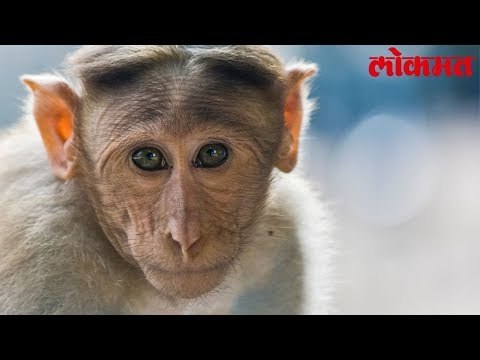 Lokmat News Update | महाबली भीम नंतर पुन्हा एकदा अडवली ह्यांची वाट | Lokmat Marathi News