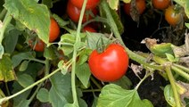Why this New Jersey family farm says they have the best tomatoes
