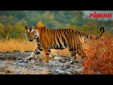Lokmat Latest News | वाघाला जेरबंद करणारी 'वाघीण', हिच्या हिंमतीला तोड नाही | Lokmat Marathi News