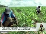 JPSUV | Más de 100 hectáreas de maíz han sido sembradas en la tierra heroica del estado Monagas