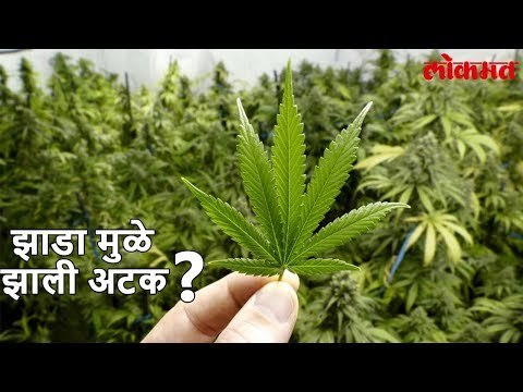Lokmat News | असा भोवला Selfie चा मोह। झाले गजाआड पहा Video | Lokmat Marathi News Update