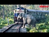 आता हत्तींची तारणहार बनणार चक्क मधमाश्या | Video पाहून व्हाल आश्चर्य चकीत | Lokmat Marathi News