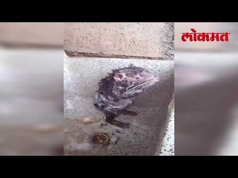Lokmat Viral World | या Jerry ची अंघोळ पाहून व्हाल थक्क । हा Video नक्की पहा | Viral Video | Lokmat